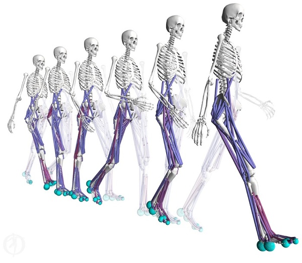 Simulació predictiva de la marxa humana