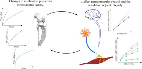 How does the mechanical scale affect the neural control and the regulation of joint stability?
