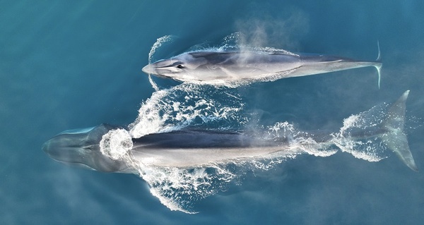 Two examples of common rorcual on the coast of Vilanova i la Geltrú