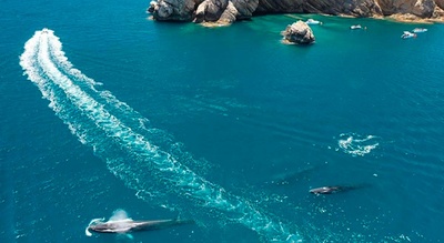 Two whales in the waters of Vilanova i la Geltrú